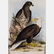 A Group of Three Colored Lithographs Depicting Birds by - 4