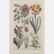 A Group of Four Framed Botanical Prints by Various - 3