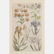 A Group of Four Framed Botanical Prints by Various - 4