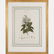 A Group of Four Framed Botanical Prints by Various - 9