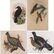 A Group of Four Colored Lithographs Depicting Birds by