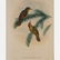 A Group of Four Colored Lithographs Depicting Birds by - 4