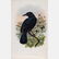 A Group of Four Colored Lithographs Depicting Birds by - 5
