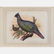 A Group of Four Colored Lithographs Depicting Birds by - 6