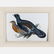 A Group of Four Colored Lithographs Depicting Birds by - 7