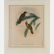 A Group of Four Colored Lithographs Depicting Birds by - 8