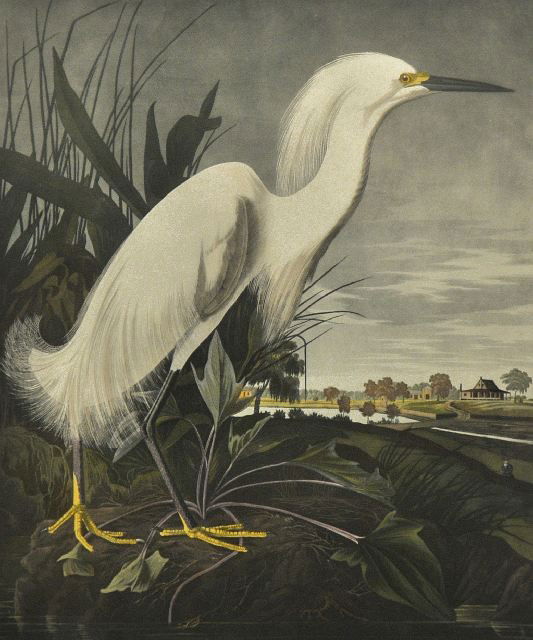 After John J. Audubon (1785-1851) Snowy Heron or Wh: After John J. Audubon (1785-1851) Snowy Heron or White Egret Colored lithograph. Height:22.5 Width:19 Depth: