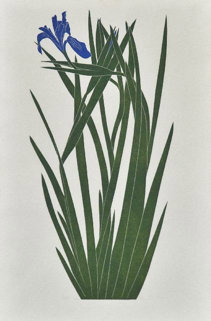 Artist Unkown (20th Century) Iris, Colored lithogra: Artist Unkown (20th Century) Iris, Colored lithograph, Numbered 70/93 Iris lower left, signed illegible and dated 71 lower right. Height:20 Width:13 Depth: