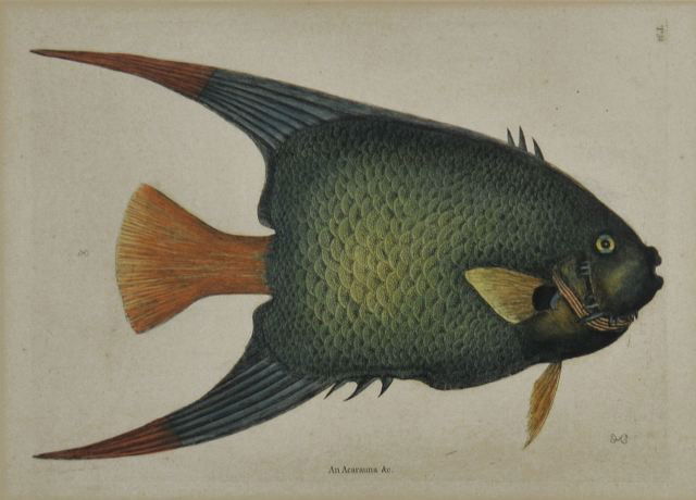 Mark Catesby (English, 1679-1749) Illustration, Col: Mark Catesby (English, 1679-1749) Illustration, Hand Colored engraving. Signed lower right and middle left by fish fin (not hand signed). The image is hand colored. It is originally from Volume II of