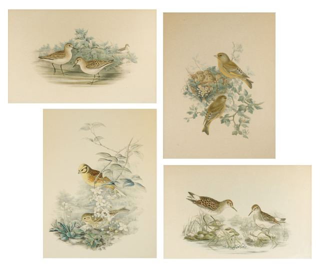 A Group of Four John Gould (1804-1881) and H.C Rich: A Group of Four John Gould (1804-1881) and H.C Richter Bird Lithographs, Signed in print J. Gould and H.C Richter lower left, titled lower center and signed Walter, Imp lower right.Largest: 13 x 19 in