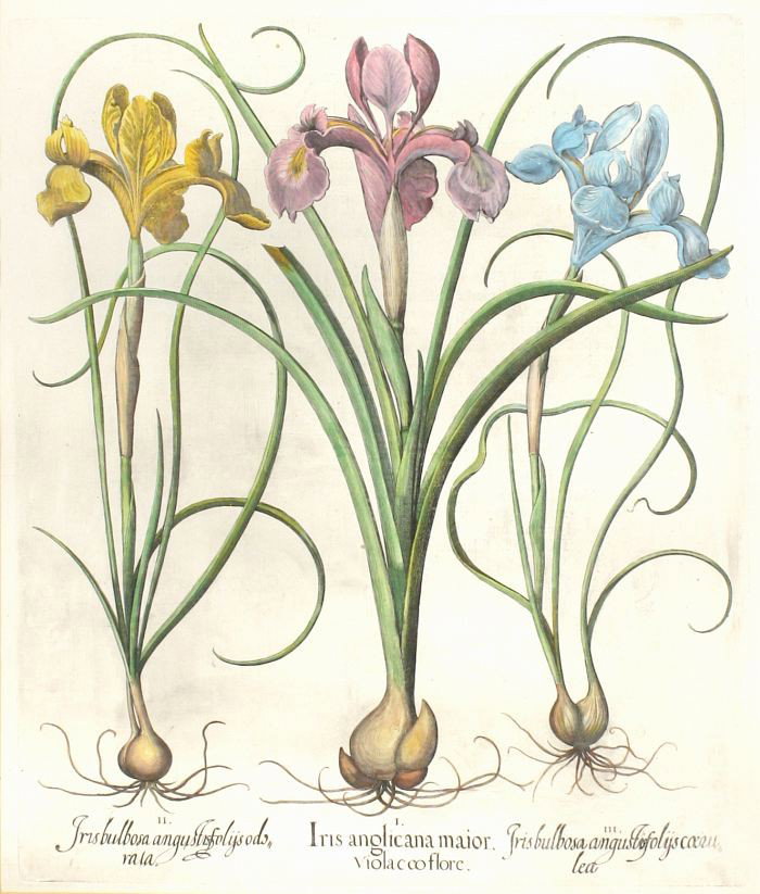 Basilius Besler (1561-1629) Iris Anglicana Maior, : Basilius Besler (1561-1629)Iris Anglicana Maior,Engraving, Later hand colored on laid paper.h: 19 x w: 15.75 in.