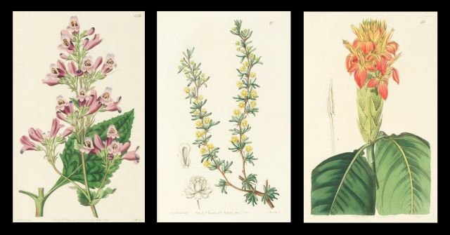 A Group of Three Hand-Colored Engravings, 19th Century,: A Group of Three Hand-Colored Engravings, 19th Century, Two by Drake dated 1840 and 1845, and one by Hart dated 1828, from a Barclay publication. Largest plate dimensions: h: 8.5 x 5.5 in. *** Please 