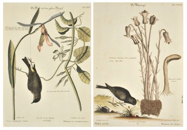 Johann M. Seligmann (German, 1720-1762) After Mark Cate: Johann M. Seligmann (German, 1720-1762) After Mark Catesby (British, 1679- 1749) Plate 16 & Plate 72, Hand colored engraving, On laid paper. From [Sammlung Verschiedener Auslandischer und Seltener Vog