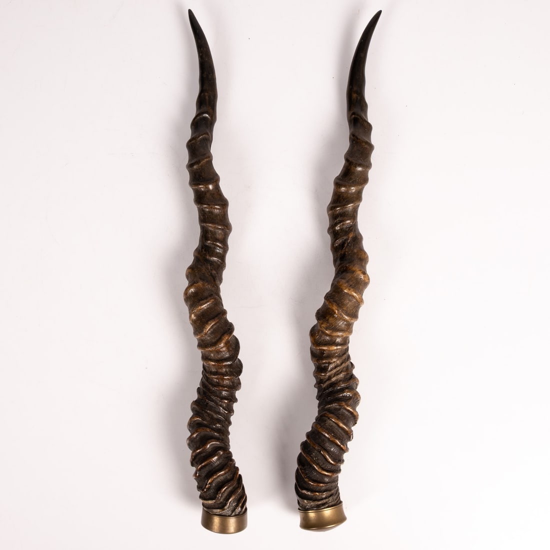 Pair of Antelope Horn Trophies: A Pair of BlackBuck Antelope Horn Trophies, With fitted brass cups. H: 18 3/4 W: 1 3/4 in.