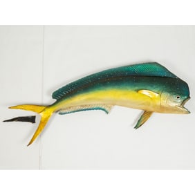 A Bull Head Mahi Mahi Taxidermy Mount Trophy