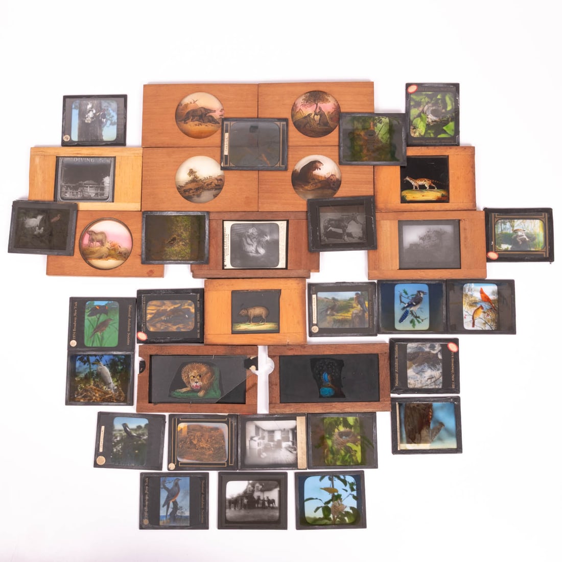 35 Animal Magic Lantern Slides (1 of 11)