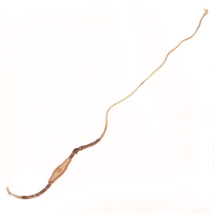 A Chancay Wool Woven Slingshot, ca. 1100-1400 A.D.: A Chancay Wool Woven Slingshot, ca. 1100-1400 A.D. Length: 50 in.