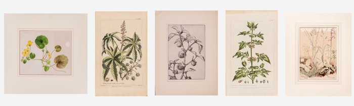 A Group of Botanical Watercolor Studies and Engravings (1 of 7)