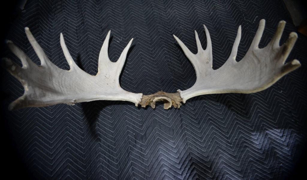 Genuine Moose Antlers 38"W: Too cool Moose Antlers! Looks like this beast got in a few fights in his day. Great man cave piece! 20H x 38W x 21D