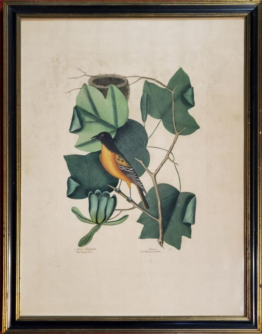 RARE Mark Catesby 1730 Copper Engraving: The Catalpah Tree and the Bafterd Baltimore Bird. London: 1731-1743 Hand-coloured copper engraving, on fine laid paper. Size: 21 x 16 inches. Frame: 23 x 18 in. Condition: Overall good appearance. The