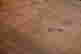 item-135688775=13