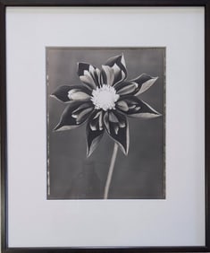 Ron Van Dongen "Dahlia" Gelatin SIlver