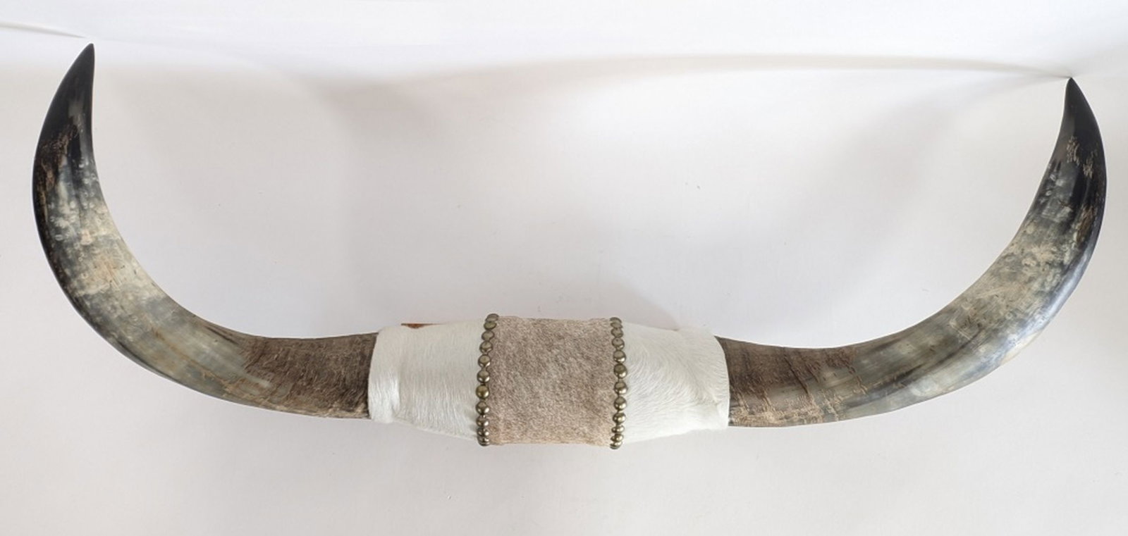 Mounted Steer Horns w Hide Center, 36"W (1 of 10)