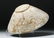 19th C. Persian Ceramic Bowl - Abstract Bird - 2