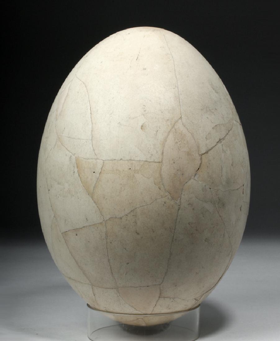 Huge 17th C. Extinct Elephant Bird Egg - Madagascar (1 of 6)