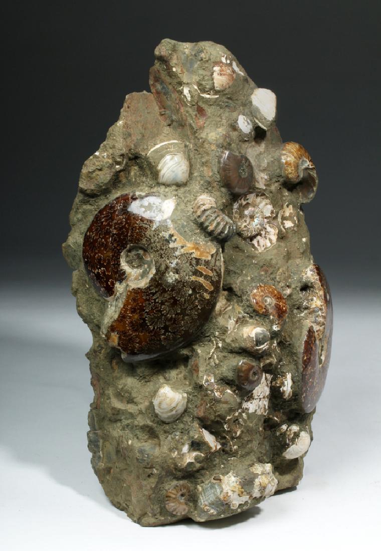 Fossilized Madagascar Ammonite Fossil Group (1 of 5)