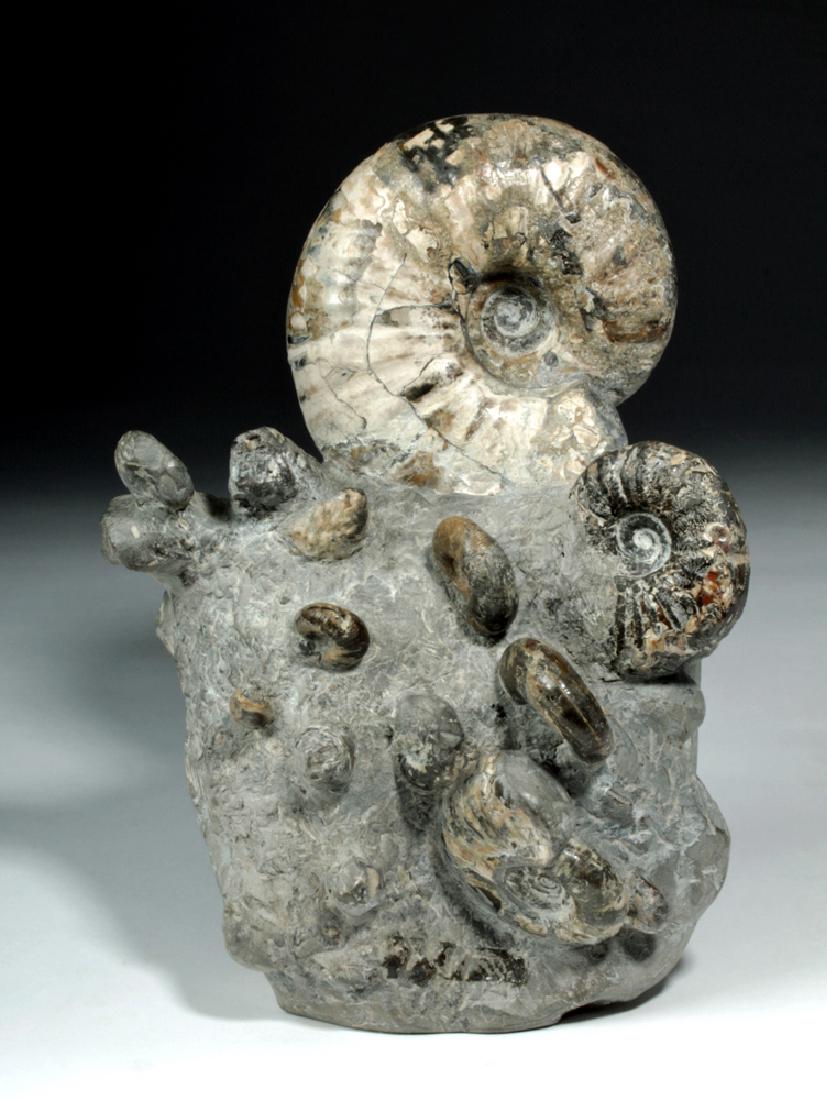 Prehistoric Fossil Ammonite Cluster from Hokkaido Japan