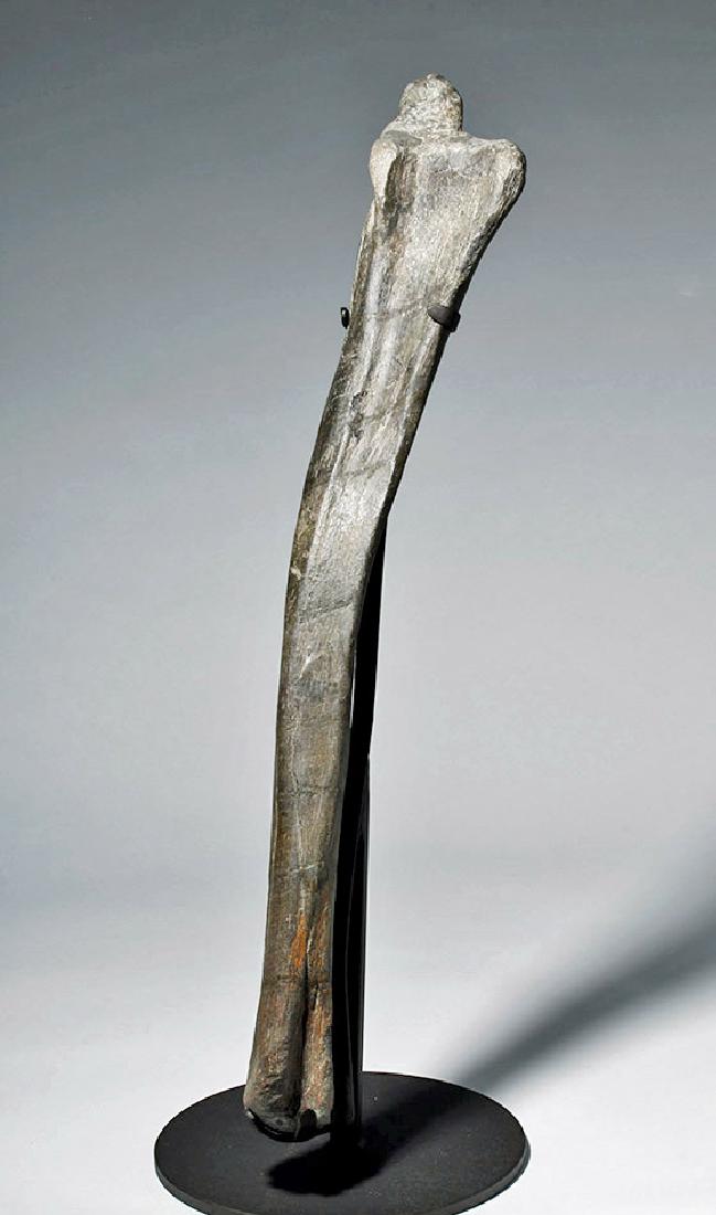 Huge Dinosaur Bone (from a Hadrosaur's Right Ulna) (1 of 9)