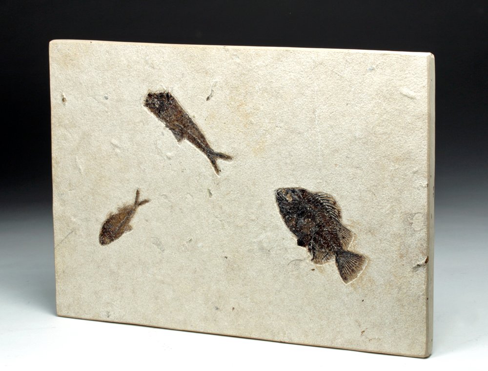 Large Fossilized Fish Plaque - Wyoming Green River (1 of 4)