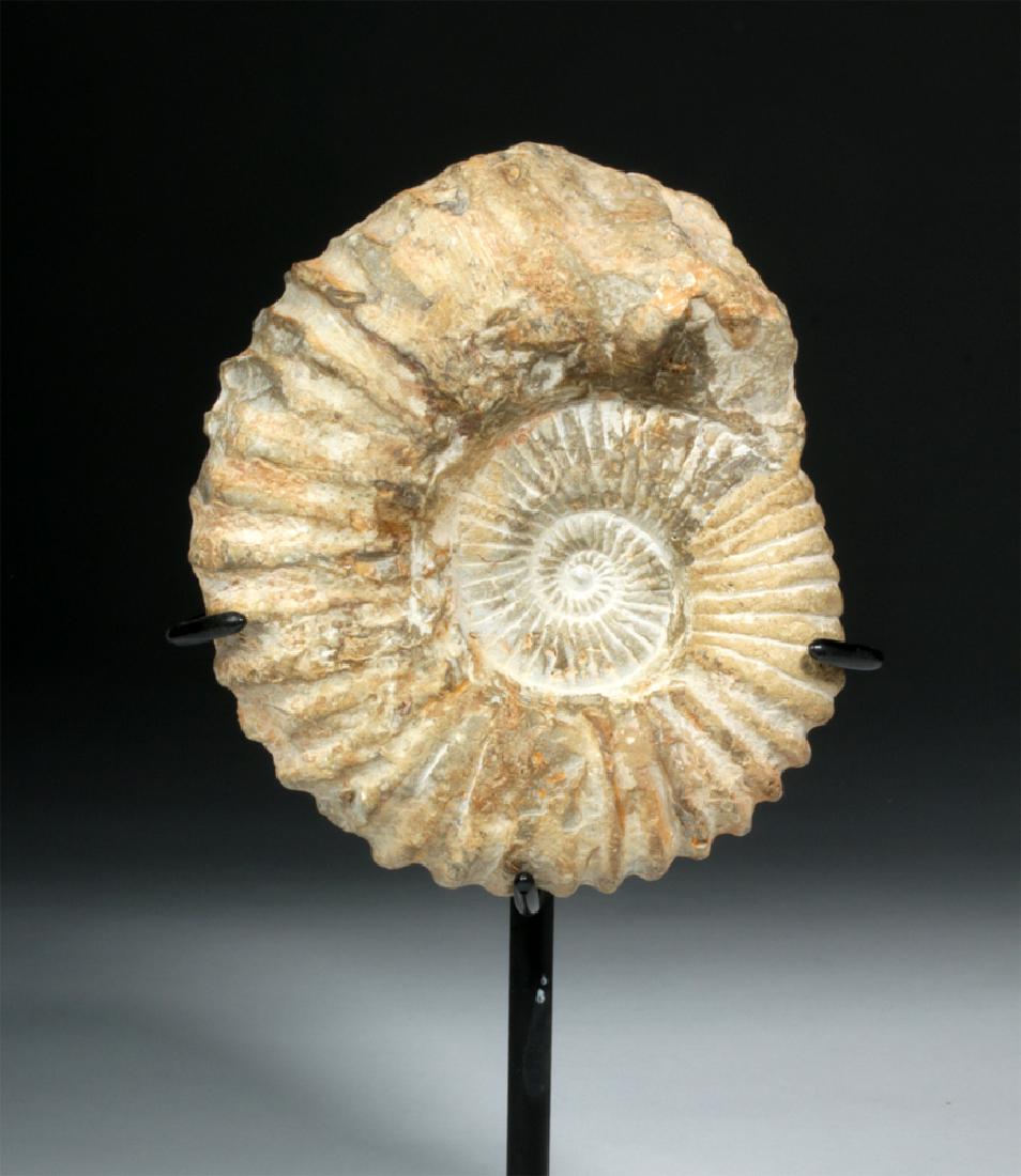 Ancient Fossilized Ammonite Shell (1 of 5)