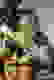 item-58973062=6