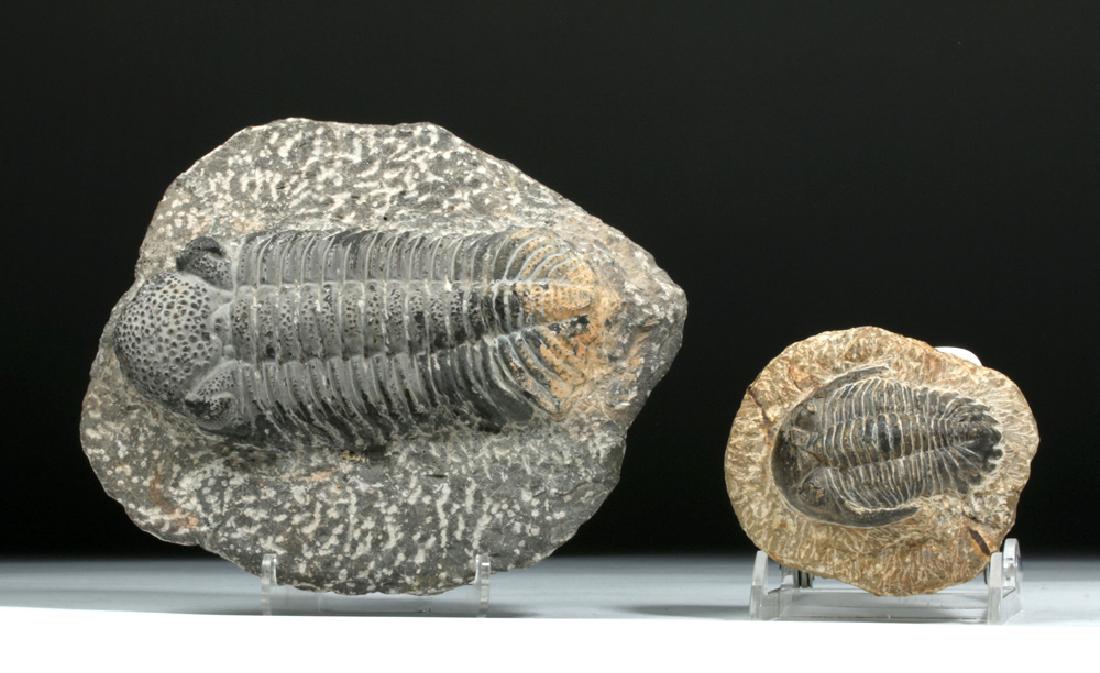 Pair of Well-Preserved Fossil Trilobites (1 of 3)