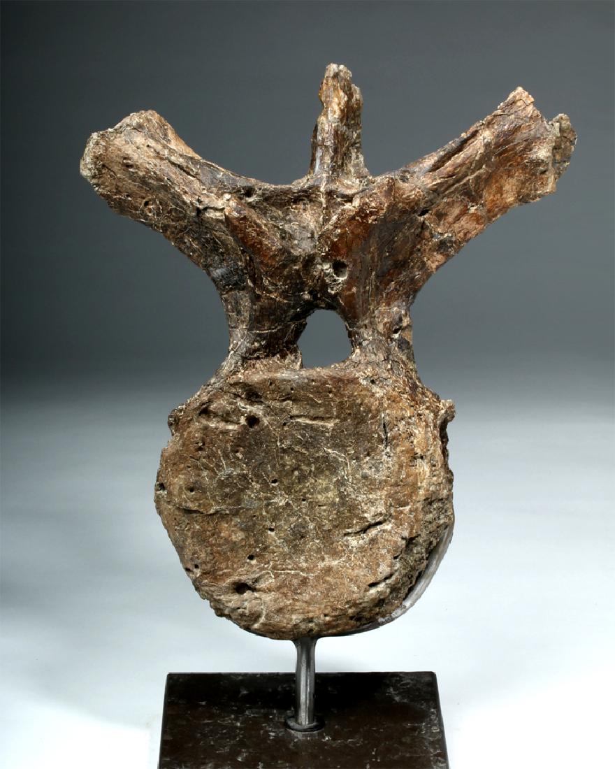 Complete Triceratops Dinosaur Spinal Vertebrae (1 of 5)
