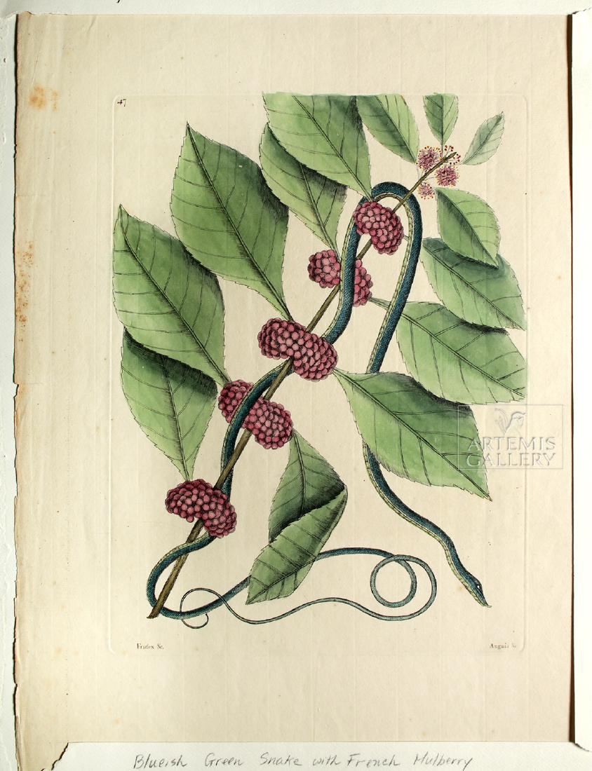 Catesby Engraving - Snake w/ French Mulberry - 1771: Mark Catesby (British, 1683-1749), "Bluish-Green Snake with French Mulberry", a hand colored, original, copper plate engraving on fine laid paper from "The Natural History of Carolina, Florida, and th