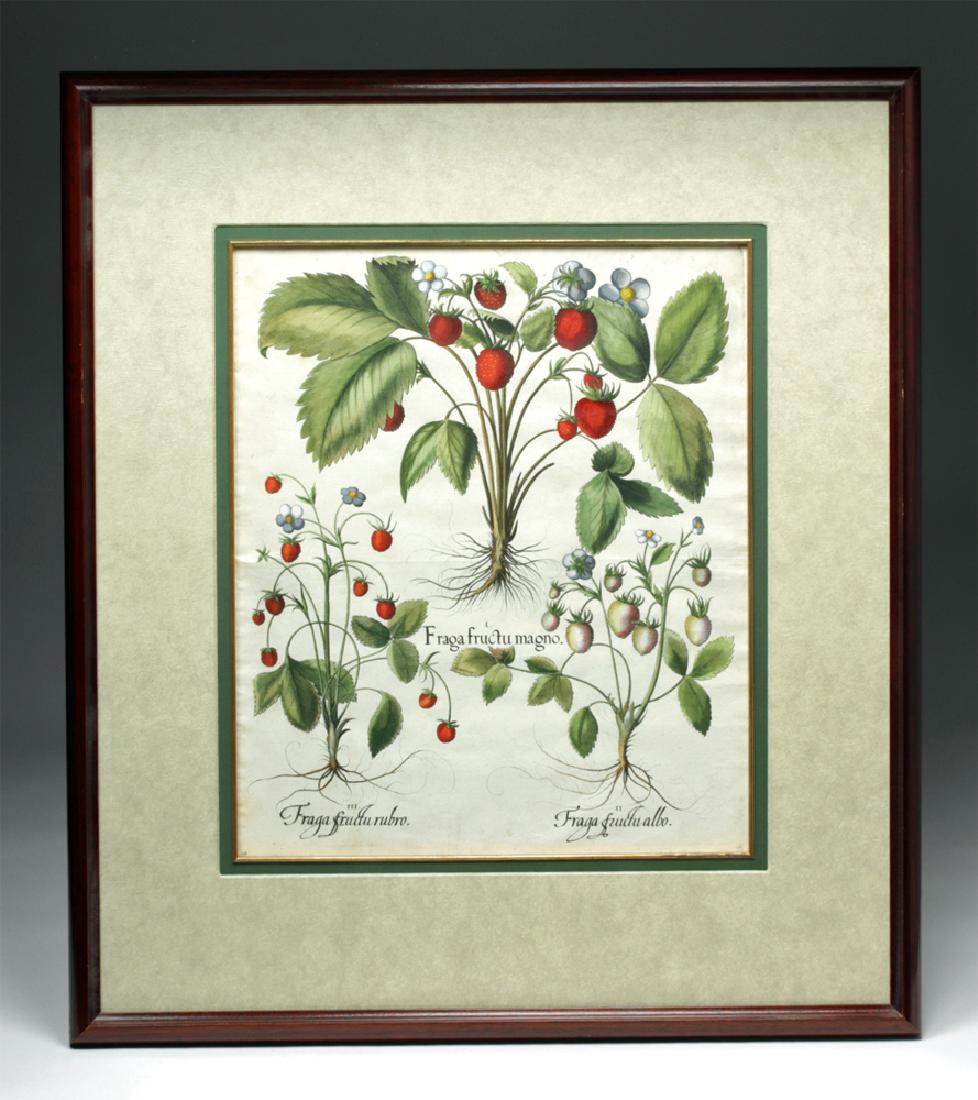 Besler Botanical Colored Engraving - Strawberries, 1613 (1 of 5)
