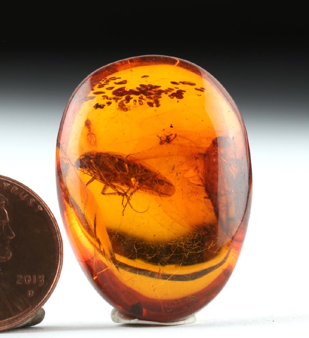 Oligocene Ovoid Amber w/ Cockroach, Cricket, Fly: Caribbean, Dominican Republic, Oligocene to Miocene, ca. 25 million years ago. An ovoid amber nugget containing a preserved cockroach, cricket, and chironomid (fly). Resin from the extinct tree Hymena