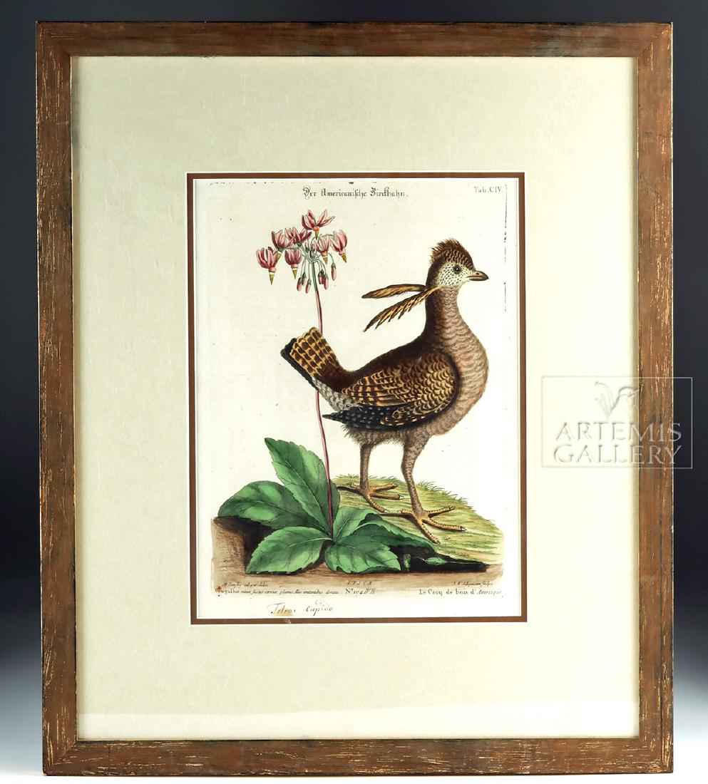 18th C. Catesby "Le Cocq du Bois Amerique" Engraving: **Originally Listed At $750** Mark Catesby (British, 1683-1749), "Le Coq Du Bois D'Amerique (Partridge)", a hand colored copper plate engraving on fine laid paper, from Johann Michael Seligmann (1720-