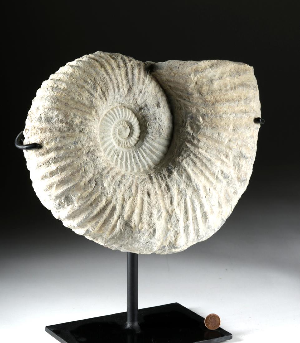 Large Limestone Ammonite Fossil: Ancient seas, ca. 400 million years ago. A large, fine example of an ammonite, fossilized into limestone - a striking, chalky white color with warm beige tones. This is an extinct marine mollusk that