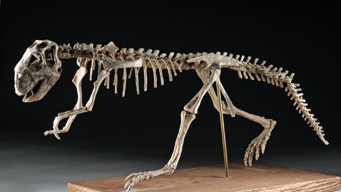 psittacosaurus fossil