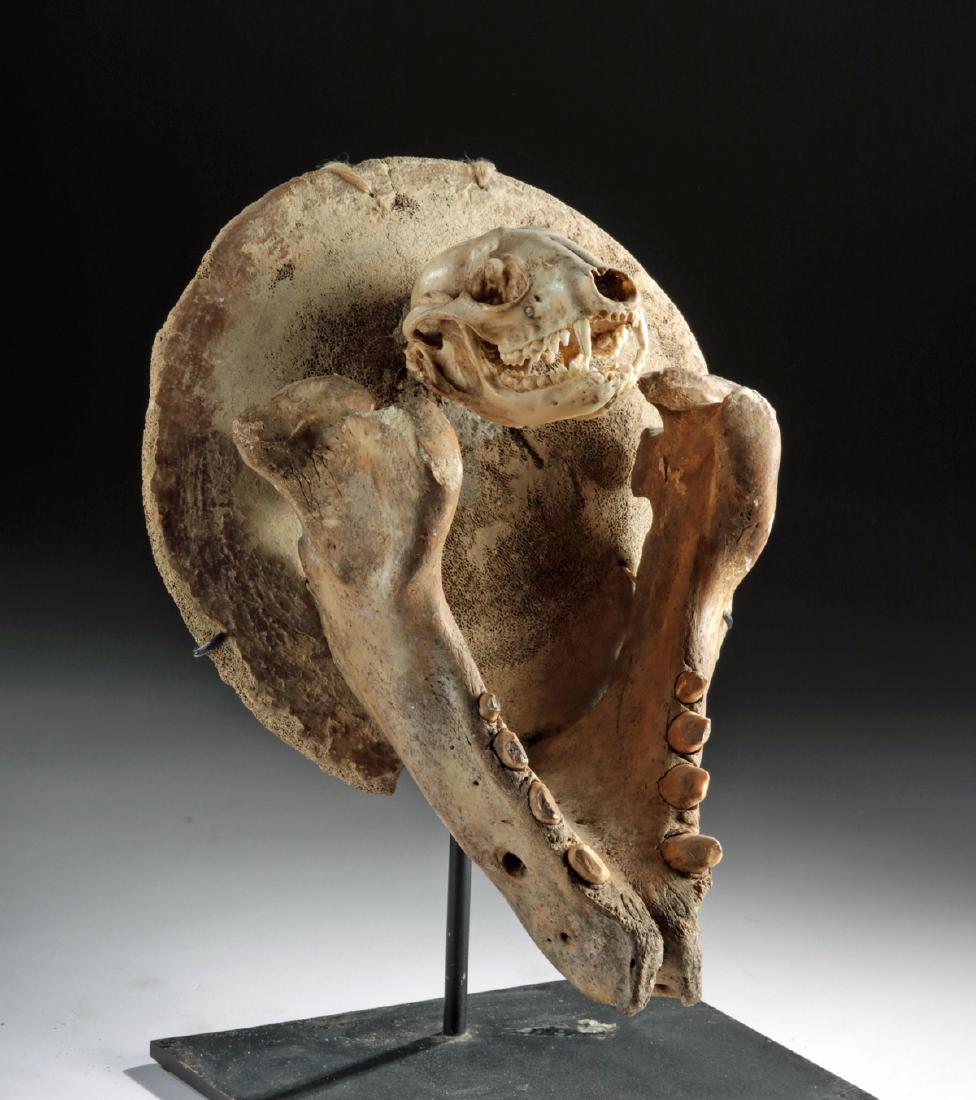 Rare 19th C. Native American Inuit Spirit Protector: Native American / First Nations, Inuit people, ca. late 19th to early 20th century CE. A rare protective sculpture, made from the skull of an Arctic fox and a walrus jaw bone, connected to a disc-shap