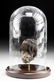 Ca. 1900 South American Jivaro Shrunken Head - 6
