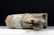 Chinese Ming Dynasty Polychrome Horse Figure - 7