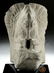 Vera Cruz Volcanic Stone Palma - Wild Turkey Form - 2