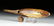 19th C. Inuit Fossilized Walrus Tooth Fishing Weight