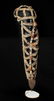 Early 20th C. PNG Woven Fiber / Shell Headdress
