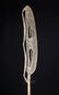 20th C. PNG Sepik River Wooden Canoe Paddle Seabirds - 5